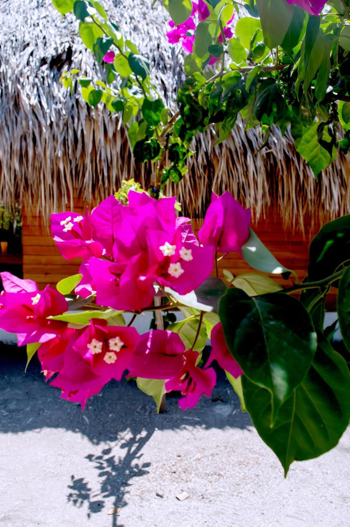 Palma Plata Islas Del Rosario 格兰德岛 外观 照片