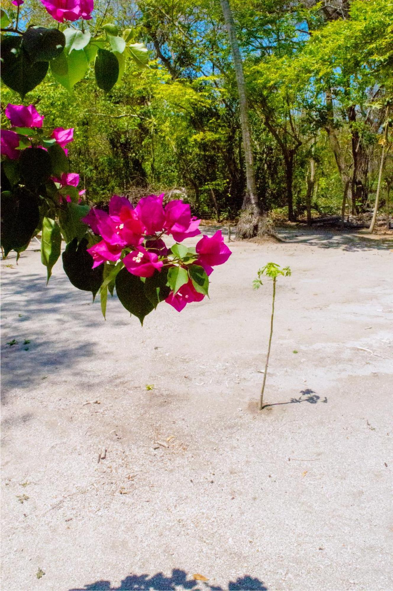 Palma Plata Islas Del Rosario 格兰德岛 外观 照片